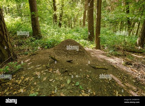 Exploring the Symbolic Meanings of Ant Hills and Nests