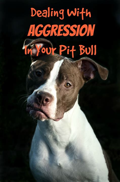 Exploring the Symbolic Power and Aggression Associated with Pitbulls