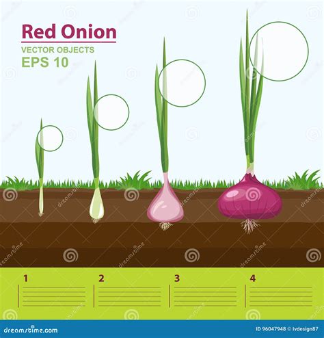 Exploring the Symbolic Representation of Transformation and Growth in Dreaming About a Red Onion