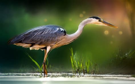 Exploring the Symbolic Significance of Egrets in Dreams