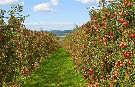 Exploring the Symbolic Significance of Orchards Blossoming with Blush-tinted Fruit