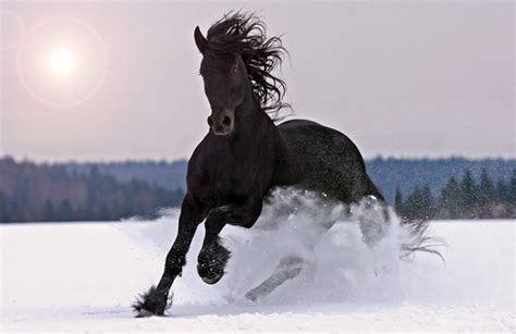 Exploring the Symbolic Significance of Winter Horses