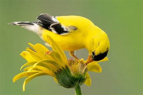 Exploring the Symbolism and Spiritual Significance of a Radiant Avian Visitor