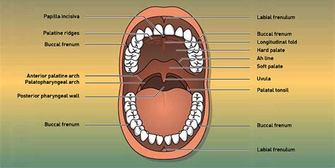 Exploring the Symbolism behind Items Enclosed in Your Oral Cavity