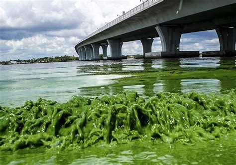 Exploring the Symbolism in Algae-Infused Waters: Unraveling the Meaning Behind Dreamed Algal Environments