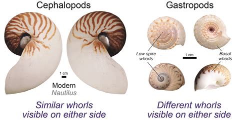 Exploring the Symbolism in the Creep of Gastropods