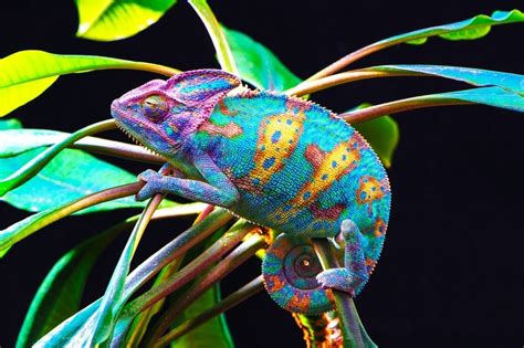 Exploring the Symbolism of Chameleons in Different Cultures and Mythologies