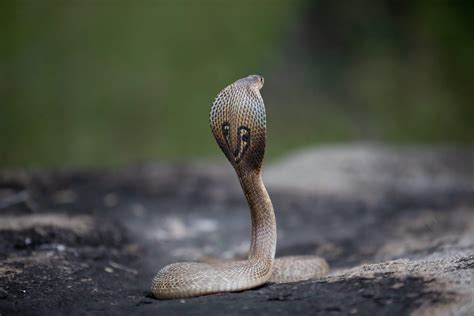 Exploring the Symbolism of Cobras in Dreams