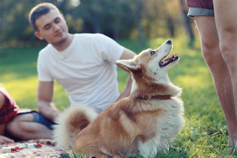 Exploring the Symbolism of Dreaming about an Expecting Canine Companion