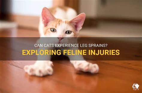 Exploring the Symbolism of Feline Injuries: Reflecting on Personal Connections