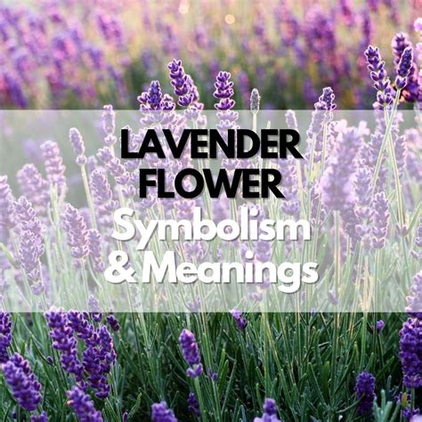 Exploring the Symbolism of Lavender Soles in One's Dreams