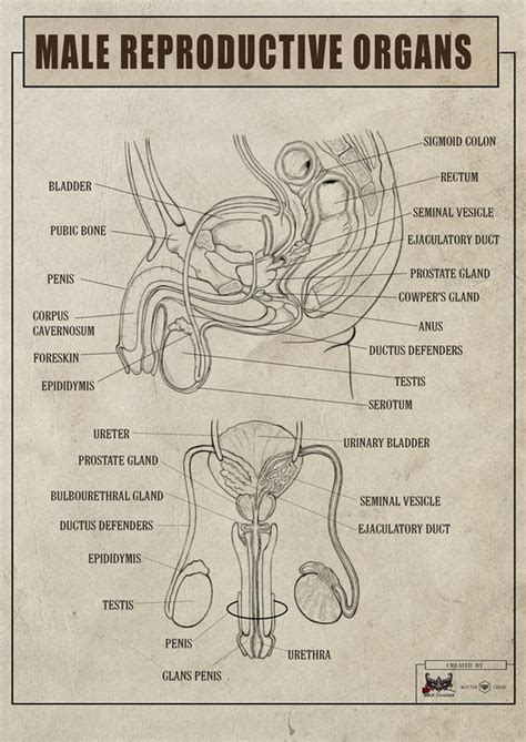 Exploring the Symbolism of Male Reproductive Organs in Dreams