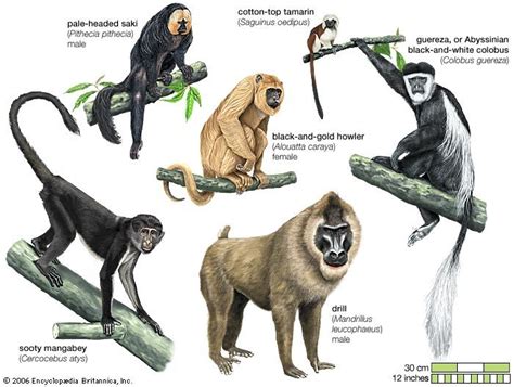 Exploring the Symbolism of Primates and their Symbolic Meanings