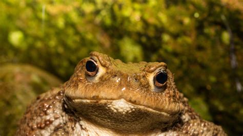 Exploring the Symbolism of Toads in a Falling Scenario and Its Relationship to Personal Transformation