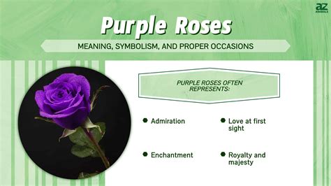 Exploring the Symbolism of a Blossoming Rose Plant