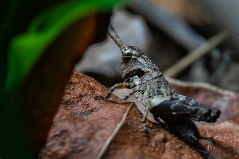 Exploring the Symbolism of a Red Cricket in Your Dreams