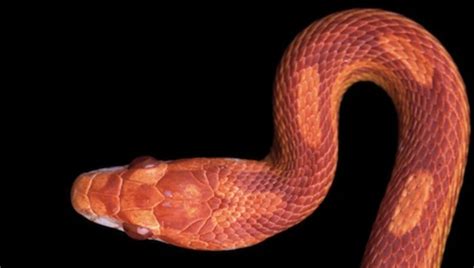 Exploring the Symbolism of an Orange Serpent in Dream Interpretation