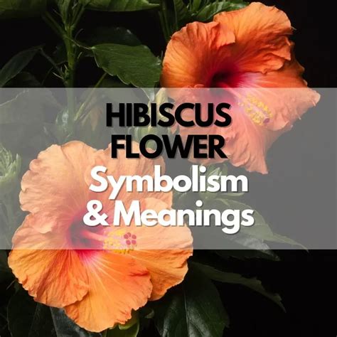 Exploring the Symbolism of the Scarlet Blossom: The Hibiscus in Art and Literature