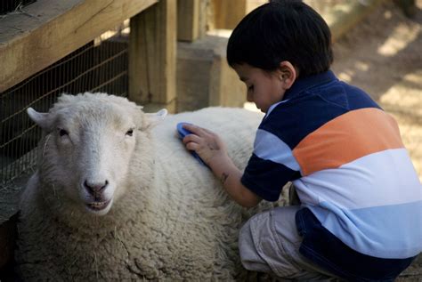 Exploring the Tiny Sheep Trend: From Social Media to Petting Farms