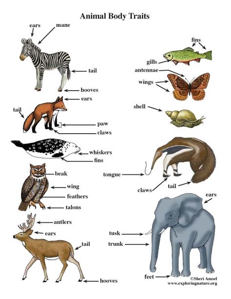 Exploring the Trait of Translucency in Other Animal Species