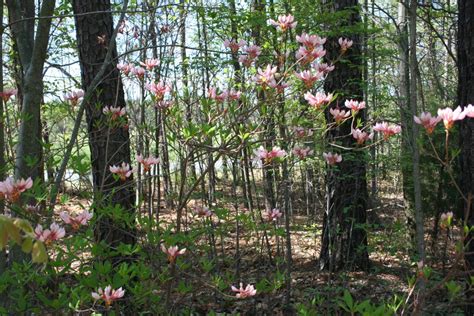 Exploring the Tranquil Environments of Blossoming Season