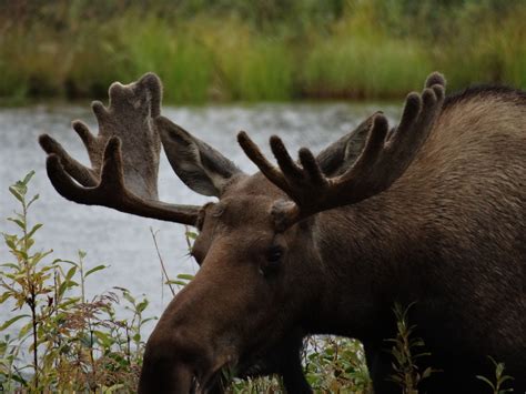 Exploring the Tranquility of Untamed Wilderness on a Moose-Back Expedition