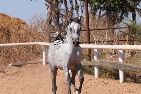 Exploring the Transformative Potential of Equine Therapy for Mental Wellbeing