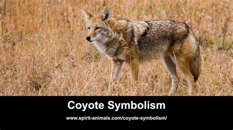 Exploring the Trickster Archetype: Decoding the Significance of Coyote Dreams