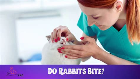 Exploring the Unconscious Fears Behind Rabbit Bites