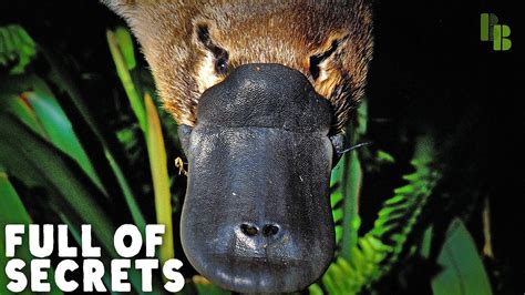 Exploring the Unconventional Features of the Enigmatic Platypus