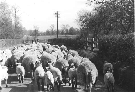 Exploring the Unexpected Symbolism of Sheep Manure in Cultural and Folklore References