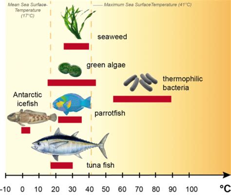 Exploring the Unique Adaptations of Enchanting Ocean Dwellers