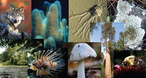 Exploring the Unique Features of Ancient Miniature Organisms