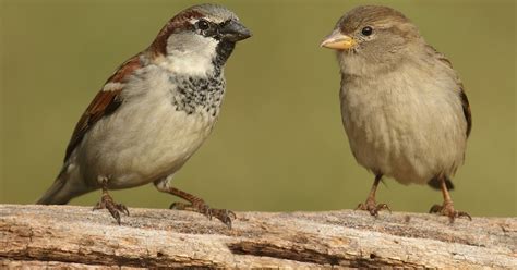 Exploring the Unique Joys and Challenges of Companioning a Feathered Familiar