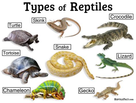 Exploring the Varied Species of Reptiles That Appear in Our Dreamscapes