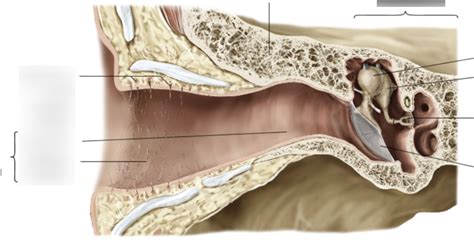 Exploring the Various Interpretations of Discharge Draining from the Auditory Canal