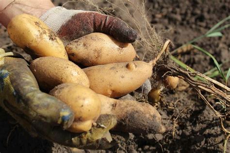 Exploring the Various Types of Golden Tubers