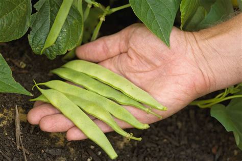 Exploring the Various Types of Snap Beans