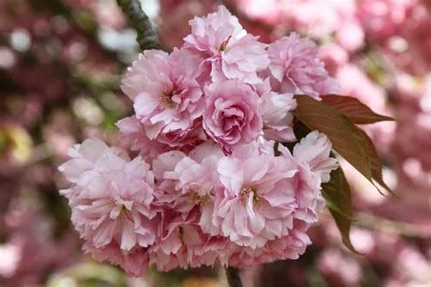 Exploring the Various Varieties of Crimson Blossoms