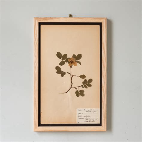 Exploring the Varying Interpretations of Dreams Involving Pilfered Botanical Specimens