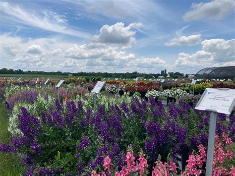 Exploring the Vast Array of Flower Varieties to Enhance their Attractiveness