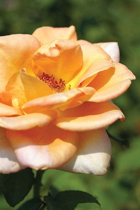 Exploring the Vast Array of Rose Varieties