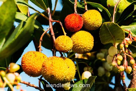 Exploring the Versatility of the Strawberry Tree: Its Medicinal and Culinary Applications