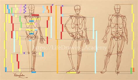 Exploring the Vertical Dimension, Body Proportions, and Personal Journey