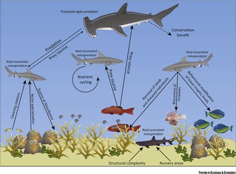 Exploring the Vital Role of Sharks in Ecological Systems