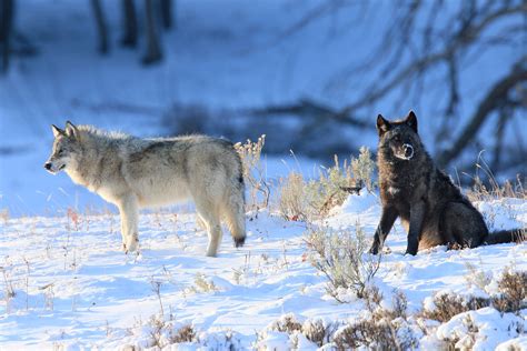 Exploring the Wilderness: An Insightful Journey into Wolf Behavior