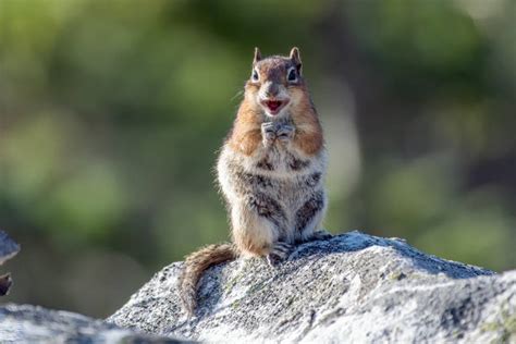 Exploring the correlation between squirrels and instincts for survival