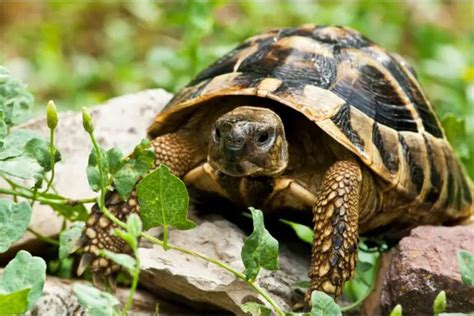 Exploring the spiritual significance of the tortoise in Hindi dream experiences