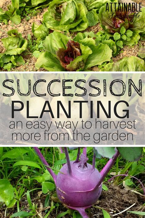 Extend the Blooming Season: Succession Planting Techniques