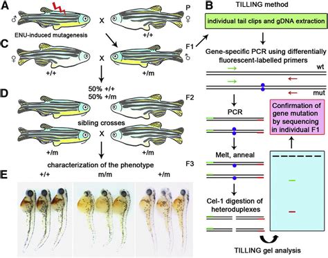 Extraordinary Adaptations: How Genetic Mutations Influence Fish Behavior